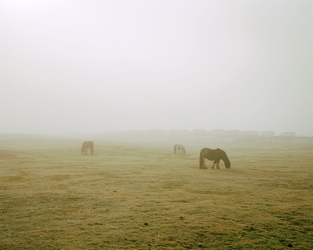 Horses at West Shore